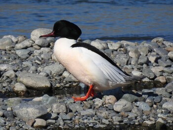 Sat, 2/26/2022 Birding report at 相模川