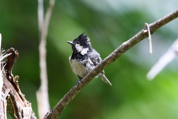 Coal Tit Unknown Spots Mon, 7/17/2017