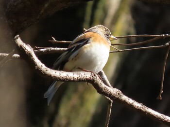 2022年2月28日(月) 寺家ふるさと村の野鳥観察記録