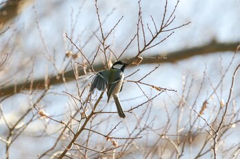 シジュウカラ 水元公園 2022年2月27日(日)