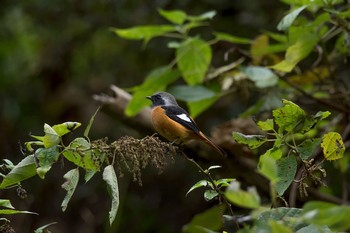 ジョウビタキ 早戸川林道 2016年10月24日(月)