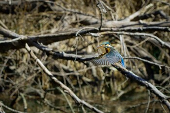 カワセミ 水元公園 2022年2月27日(日)