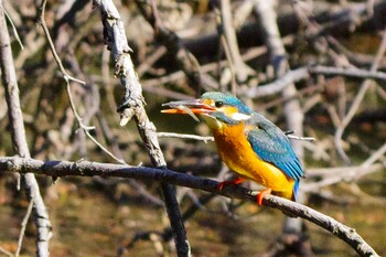 カワセミ 水元公園 2022年2月27日(日)