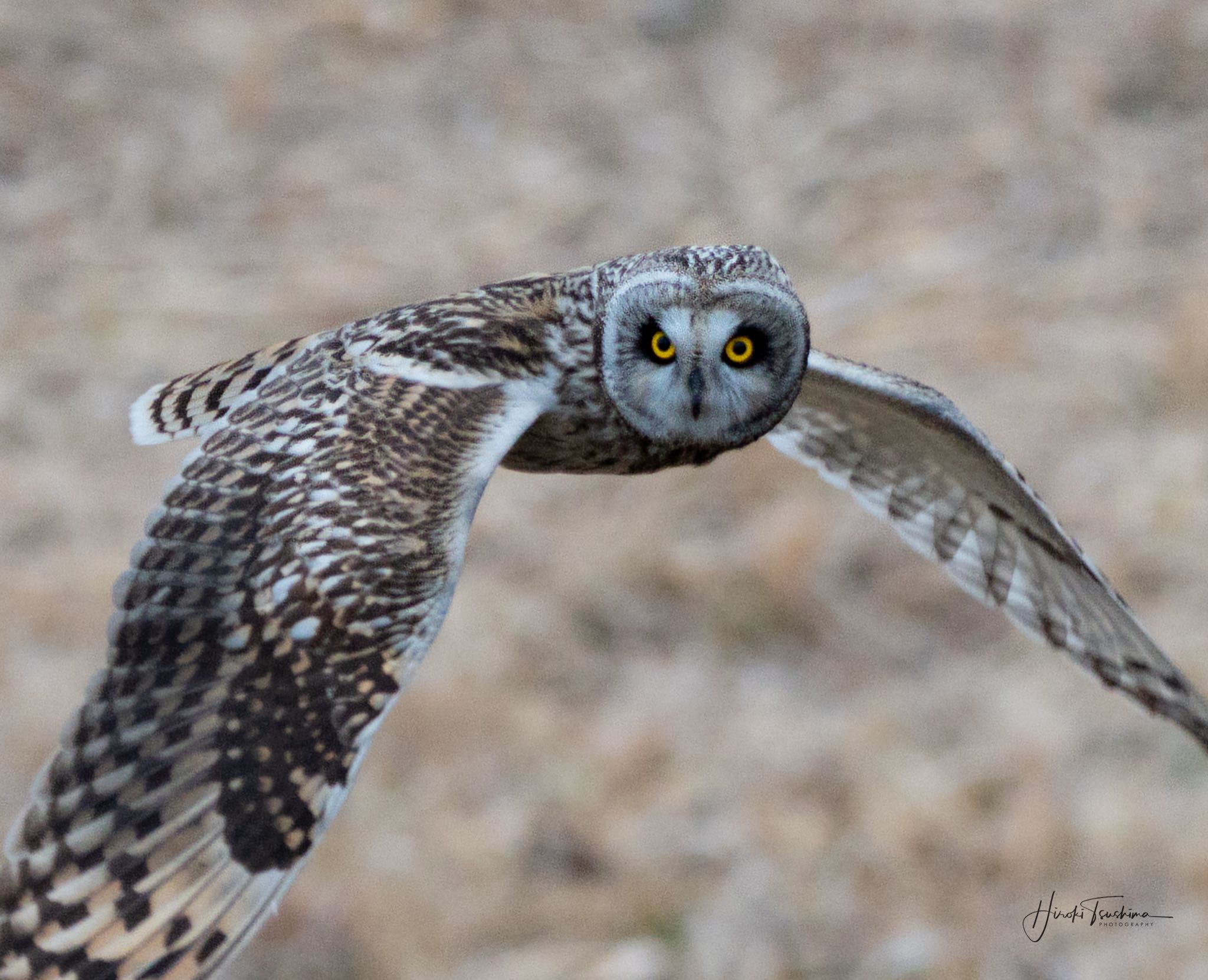 渡良瀬遊水地 コミミズクの写真 by  itboy2010