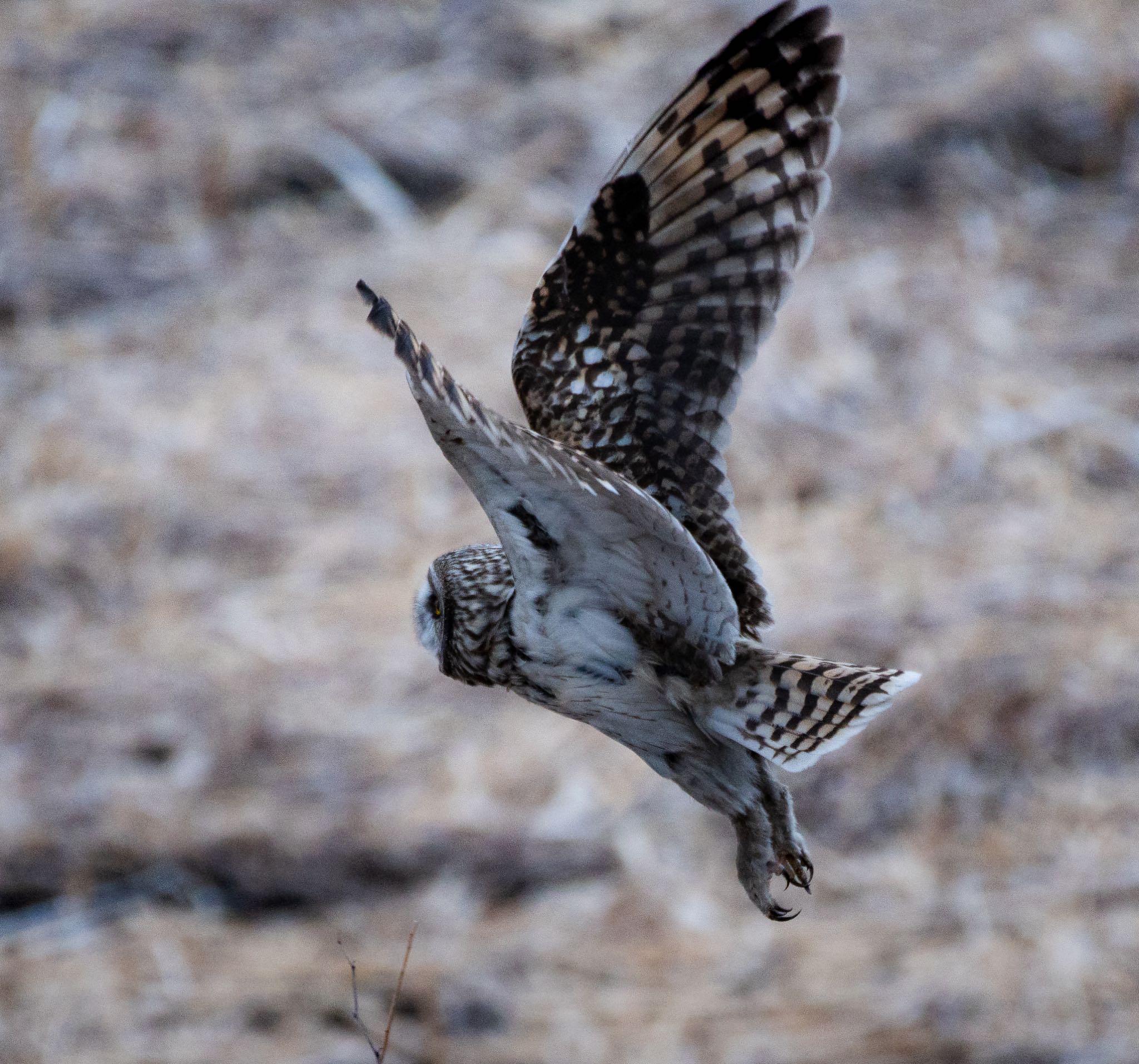 渡良瀬遊水地 コミミズクの写真 by  itboy2010