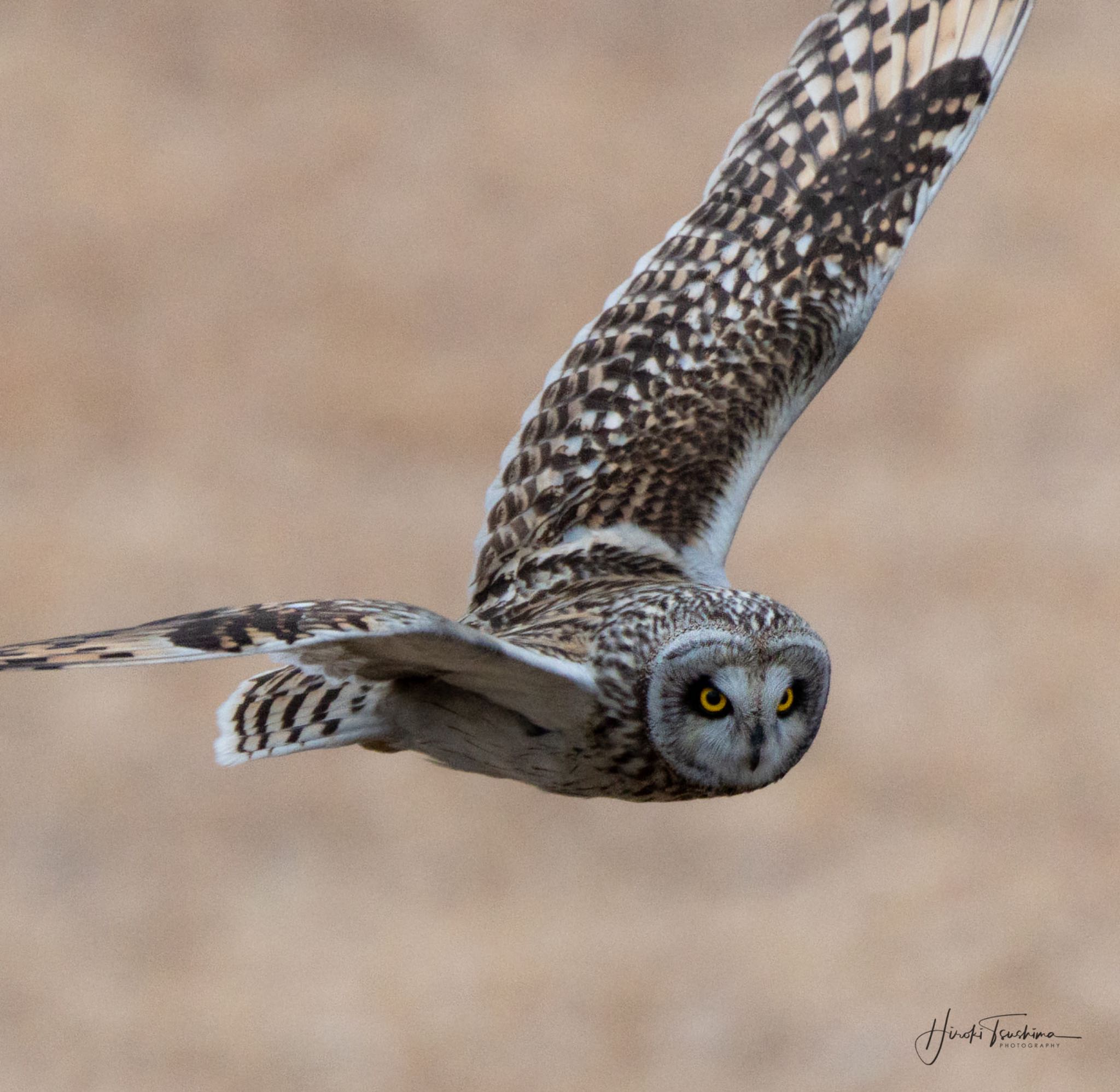 渡良瀬遊水地 コミミズクの写真 by  itboy2010