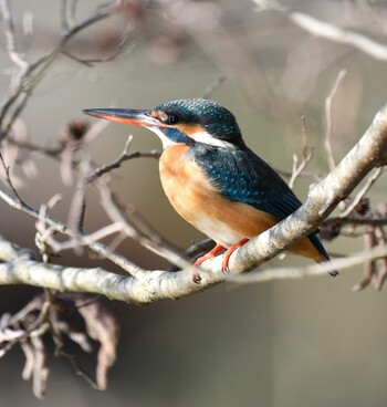 Sun, 2/27/2022 Birding report at Maioka Park