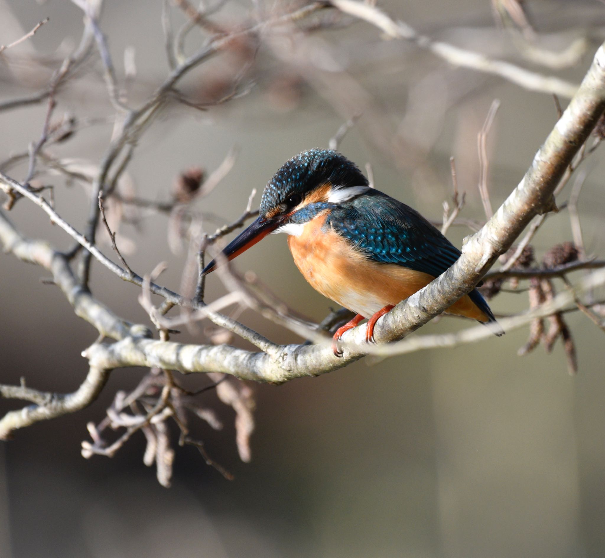 Common Kingfisher