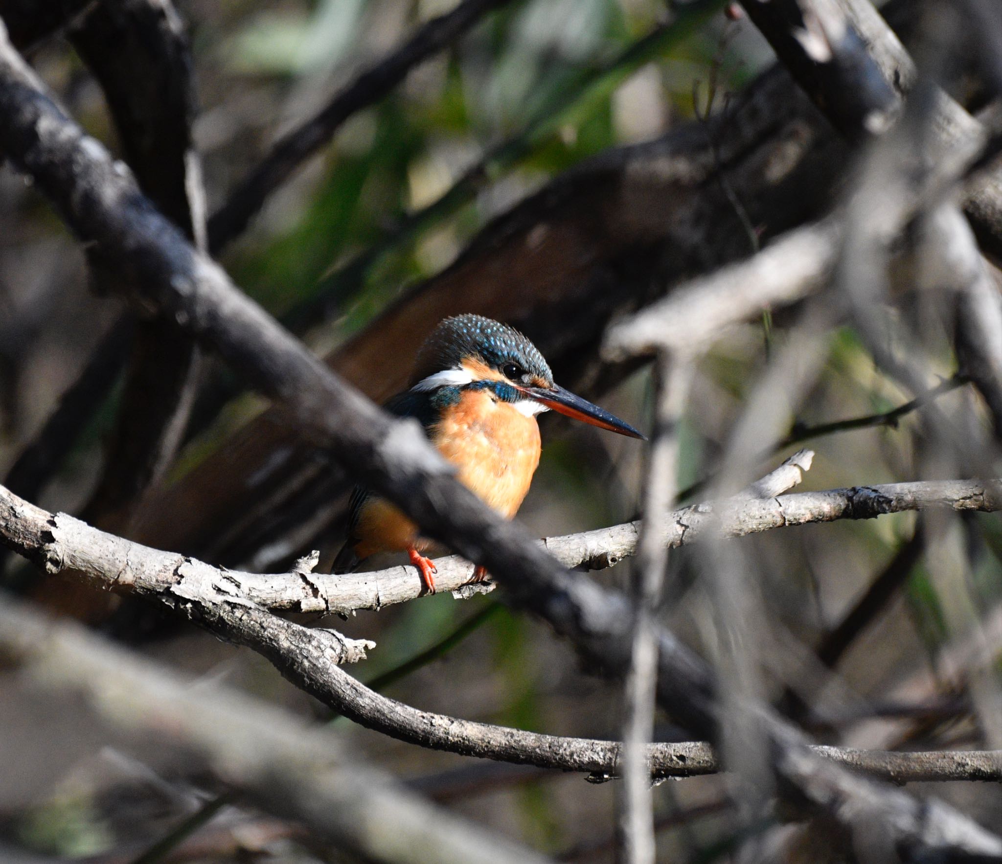 Common Kingfisher