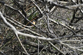 カワセミ 舞岡公園 2022年2月27日(日)