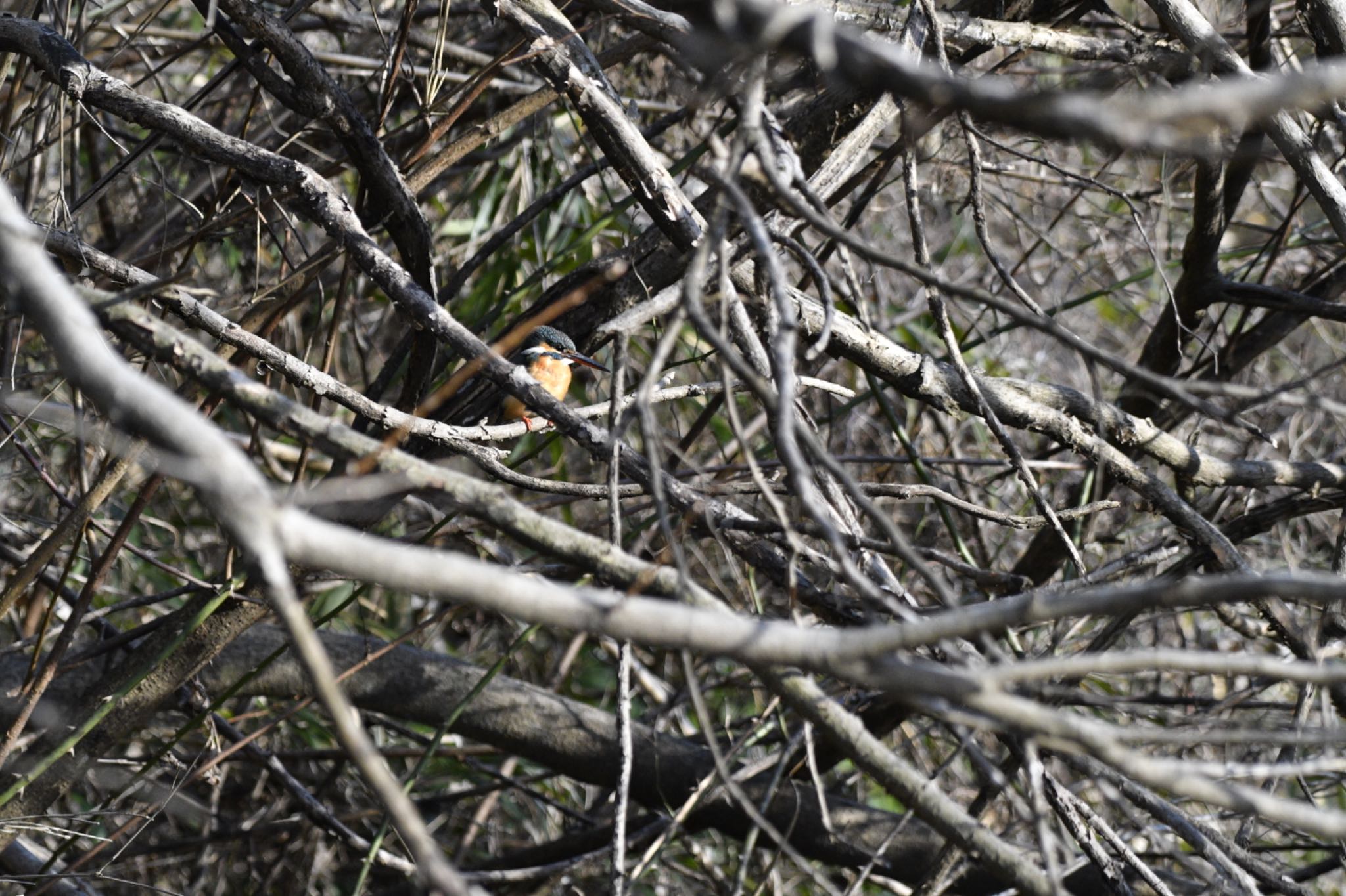 Common Kingfisher