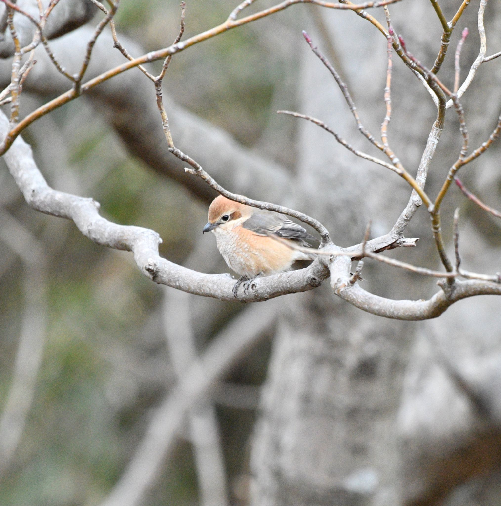 Bull-headed Shrike