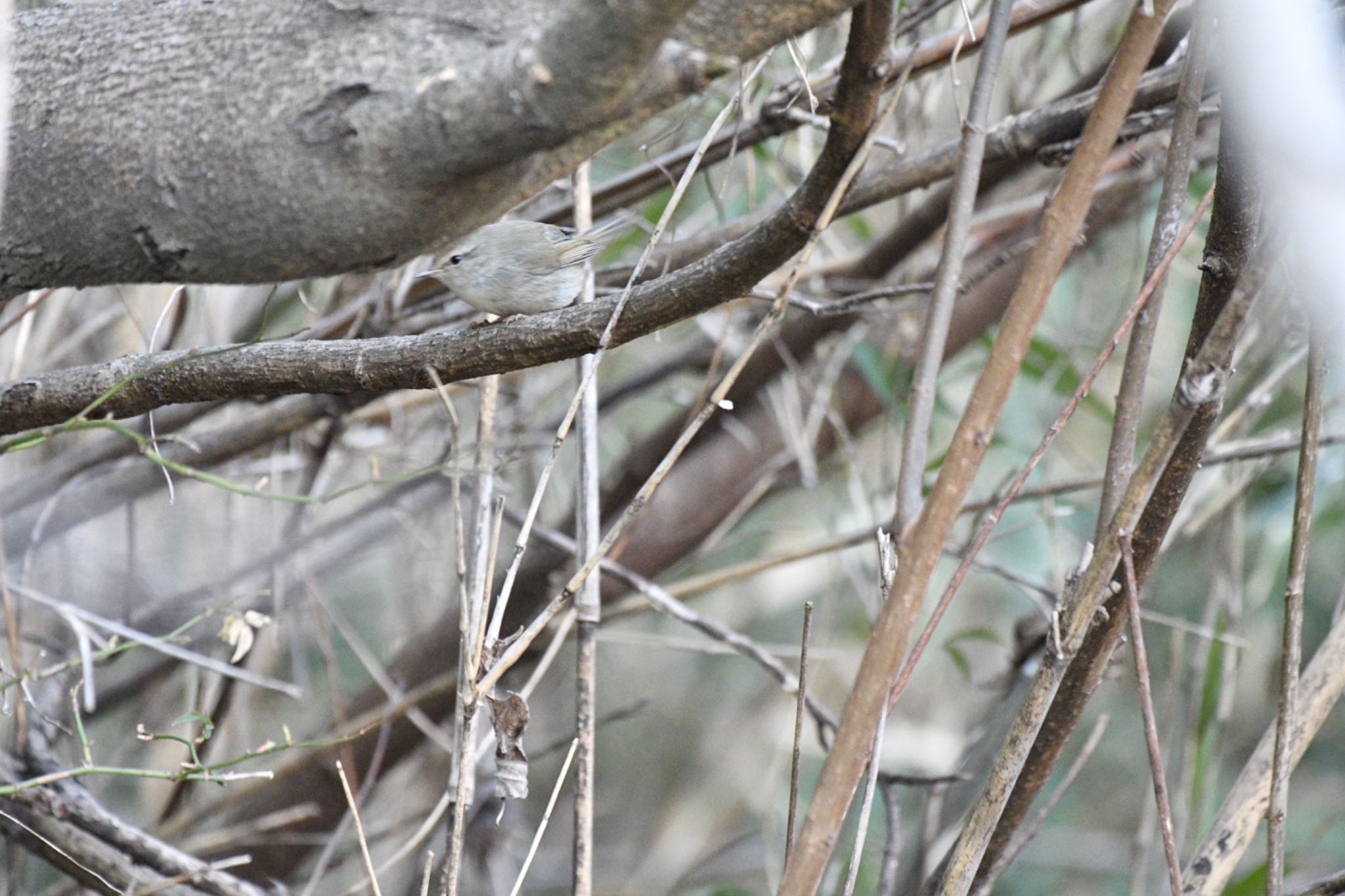 Japanese Bush Warbler