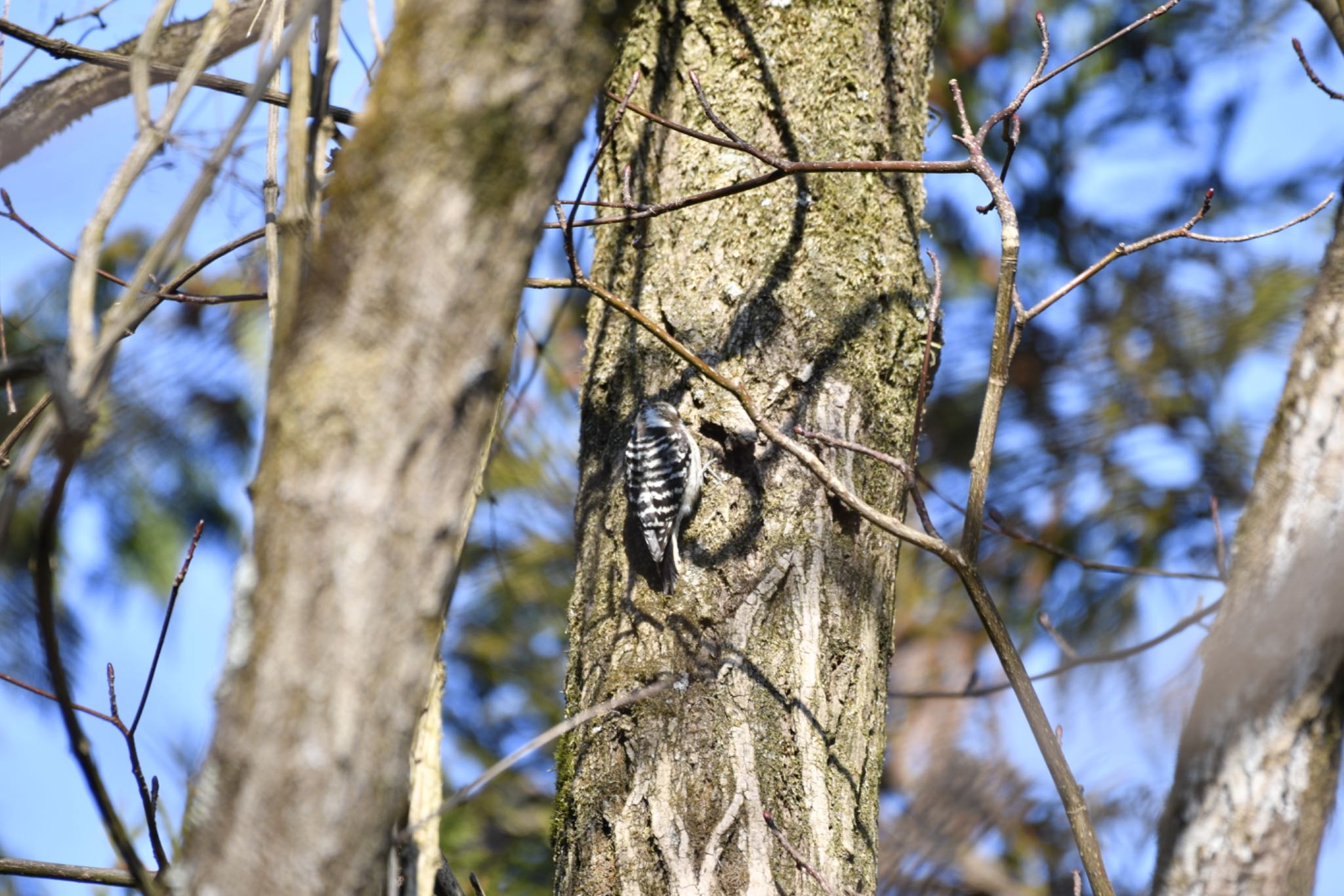 Japanese Pygmy Woodpecker