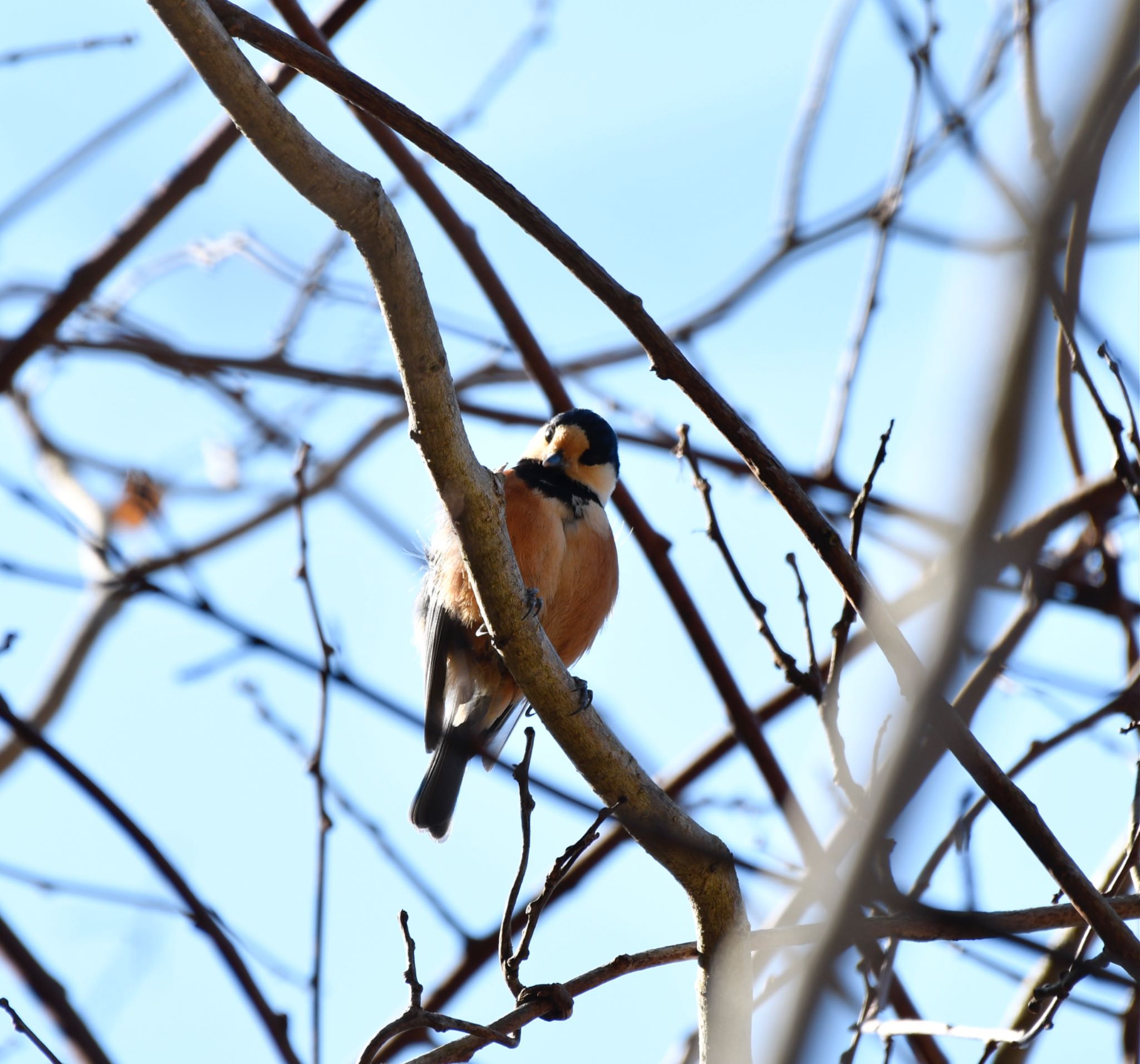 Varied Tit