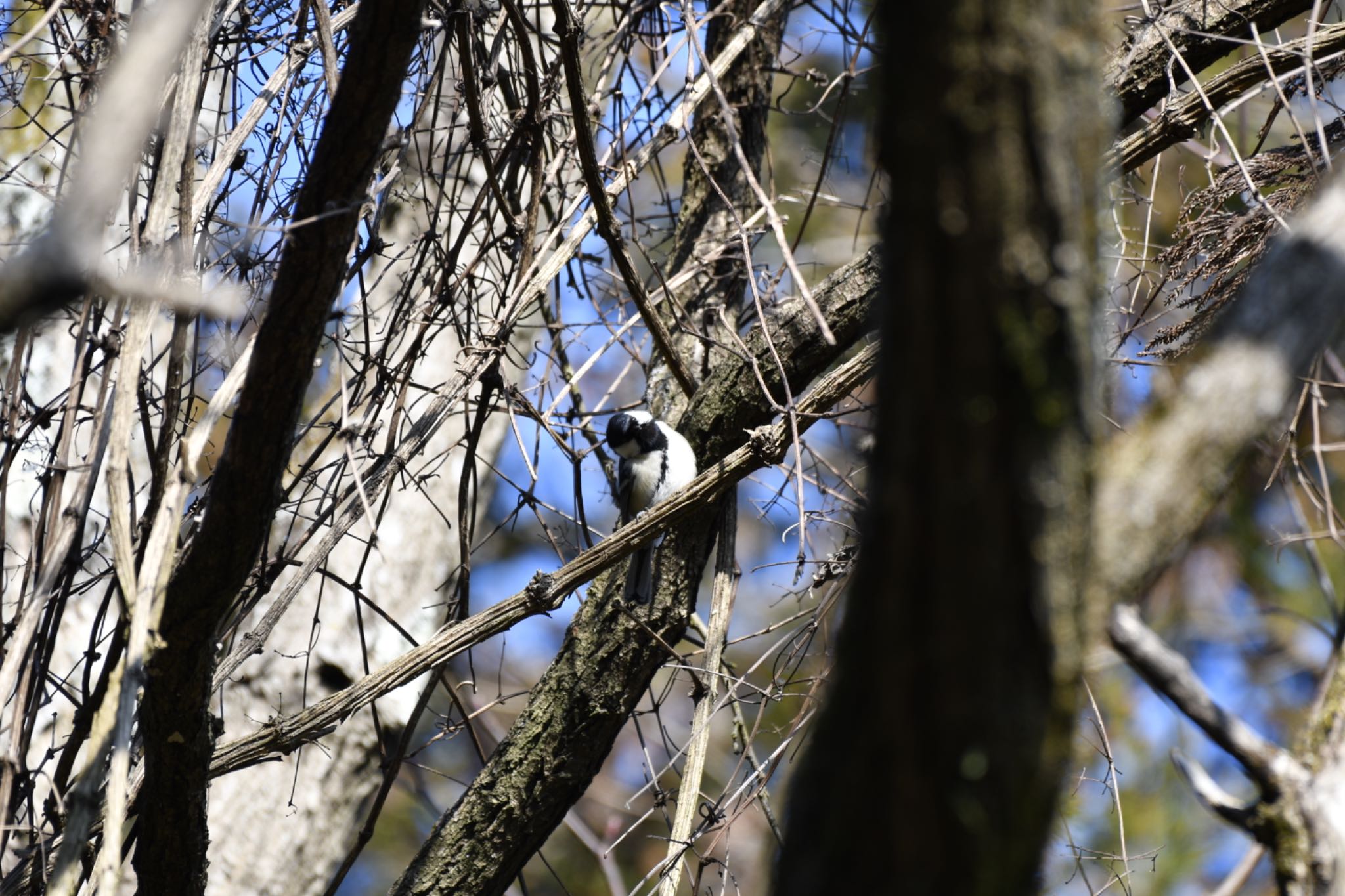 Japanese Tit