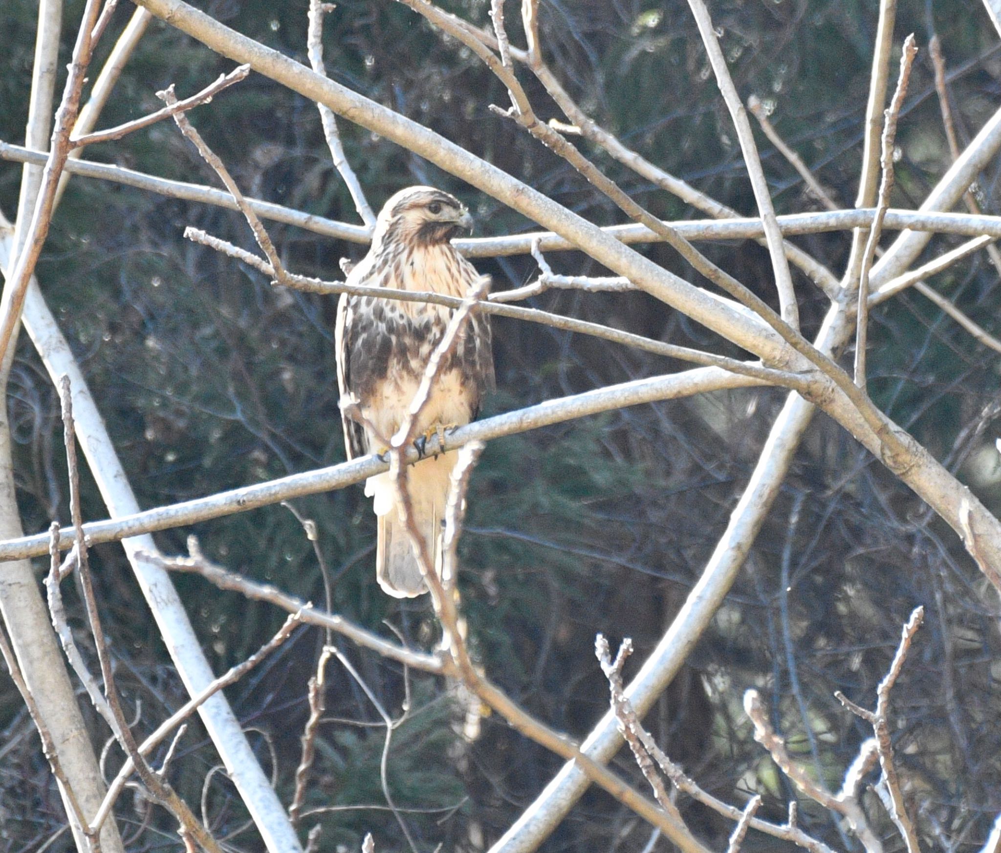 Eastern Buzzard