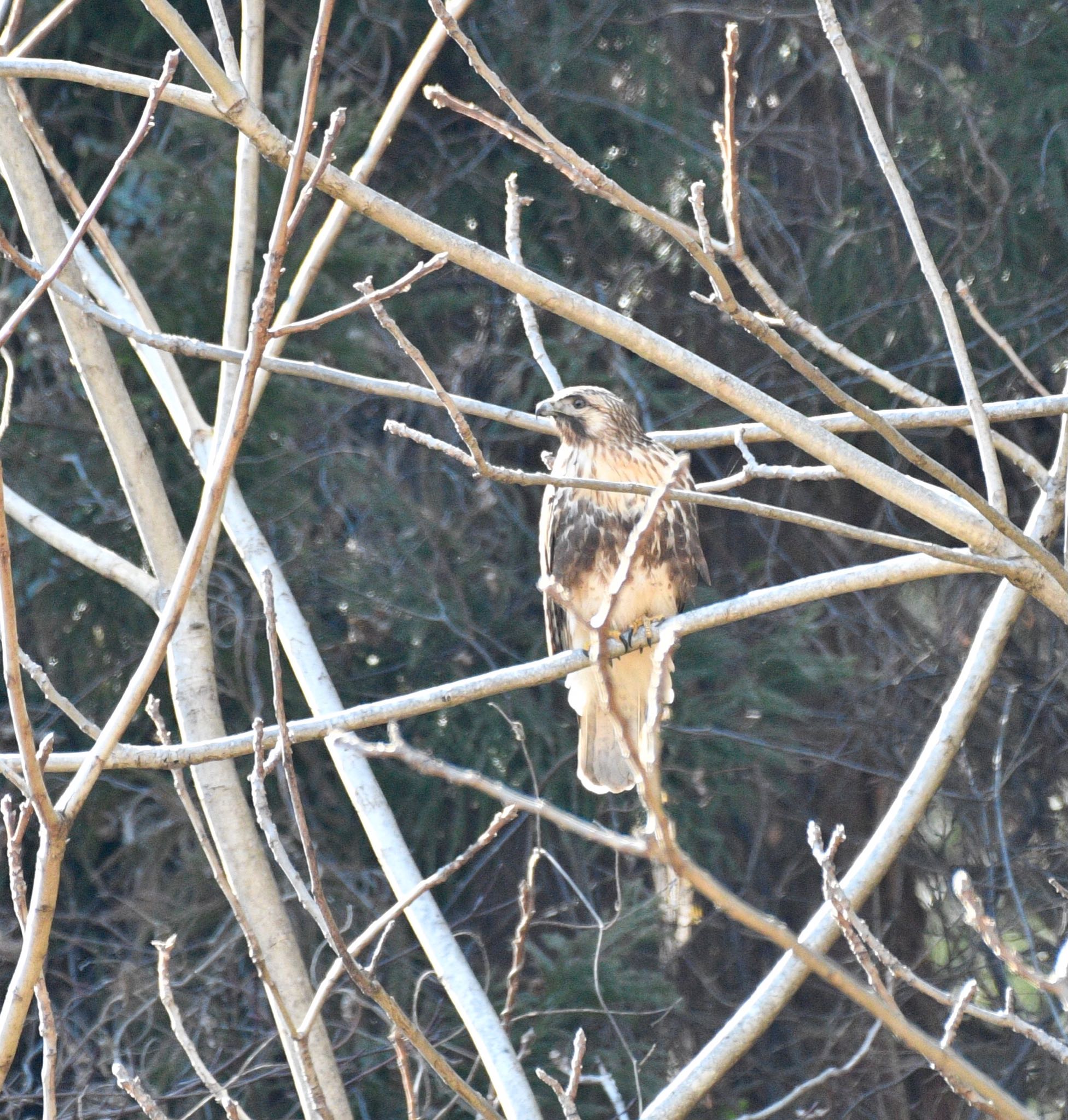 Eastern Buzzard