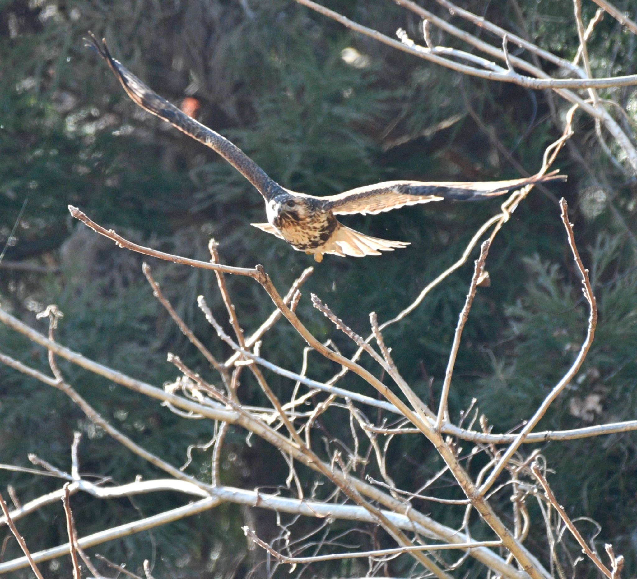 Eastern Buzzard