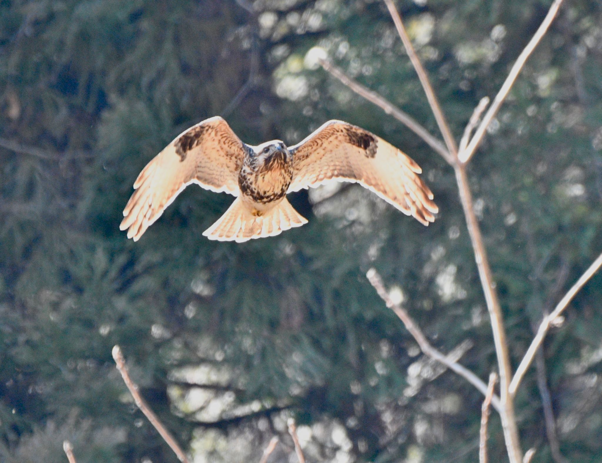 Eastern Buzzard