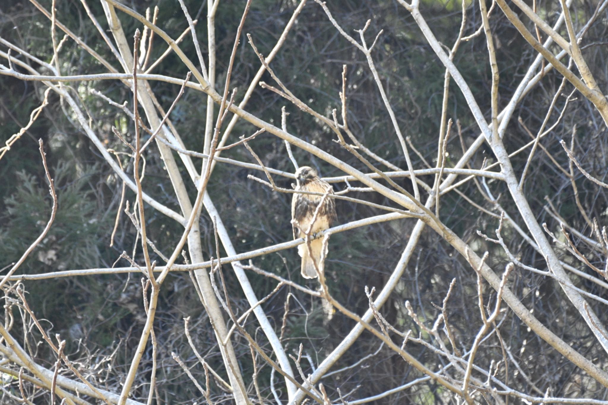 Eastern Buzzard