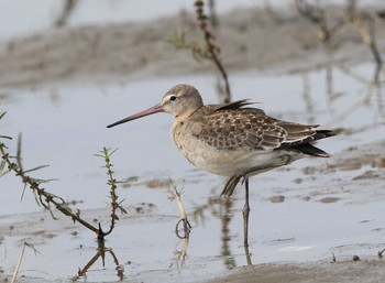 Black-tailed Godwit Unknown Spots Thu, 10/5/2017