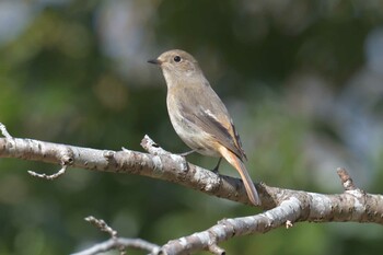 ジョウビタキ 滋賀県甲賀市甲南町創造の森 2022年2月28日(月)