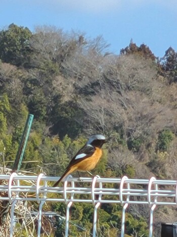 ジョウビタキ 藤枝市 2022年2月28日(月)