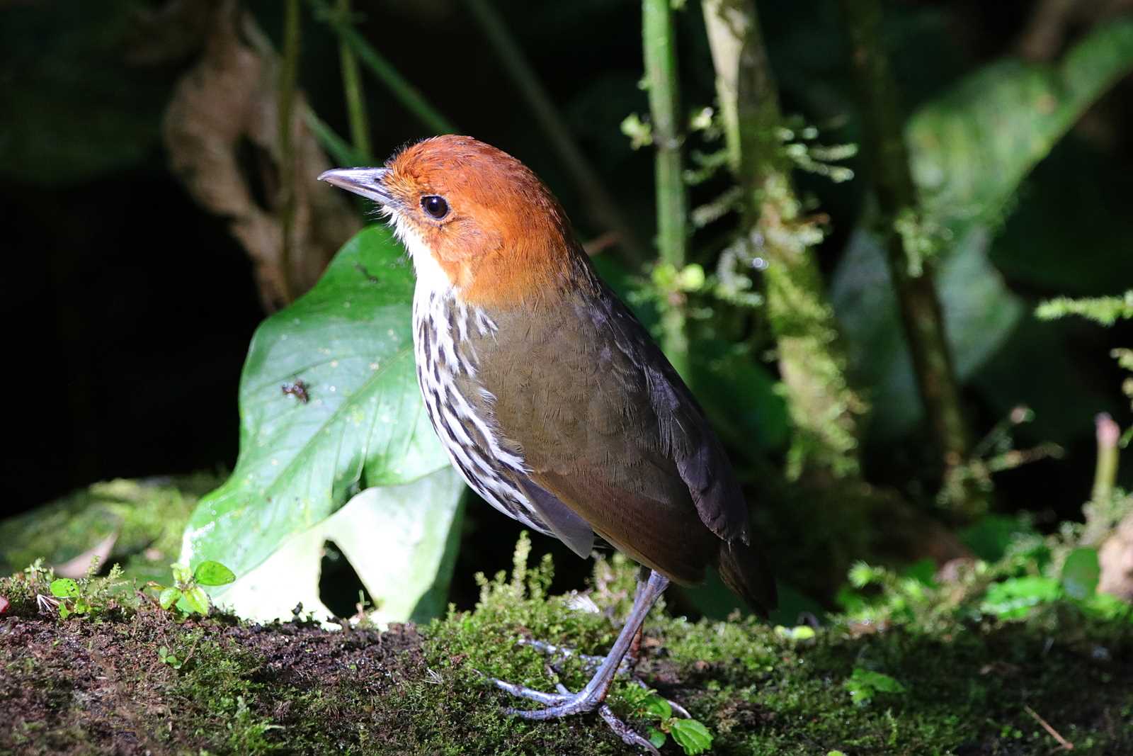 Mindo(Ecuador) クリガシラジアリドリの写真 by とみやん