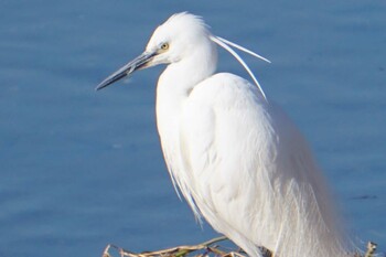 2022年2月28日(月) 江津湖の野鳥観察記録