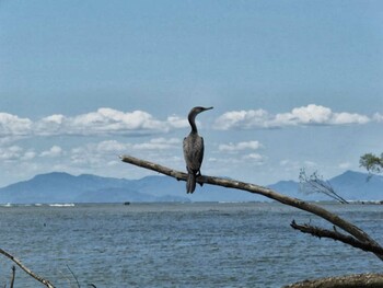 Neotropic Cormorant Tarcoles River Cruise(Costa Rica) Unknown Date