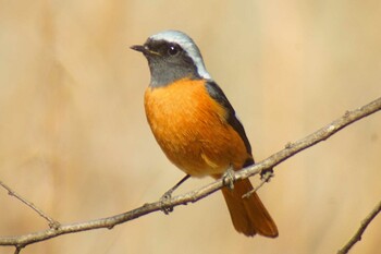 Daurian Redstart ふれあい松戸川 Mon, 2/28/2022