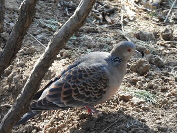 Oriental Turtle Dove 北京植物園(北京) Sat, 2/26/2022