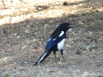 Eurasian Magpie 北京植物園(北京) Sat, 2/26/2022