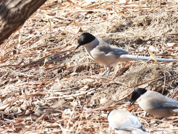 Azure-winged Magpie 北京植物園(北京) Sat, 2/26/2022