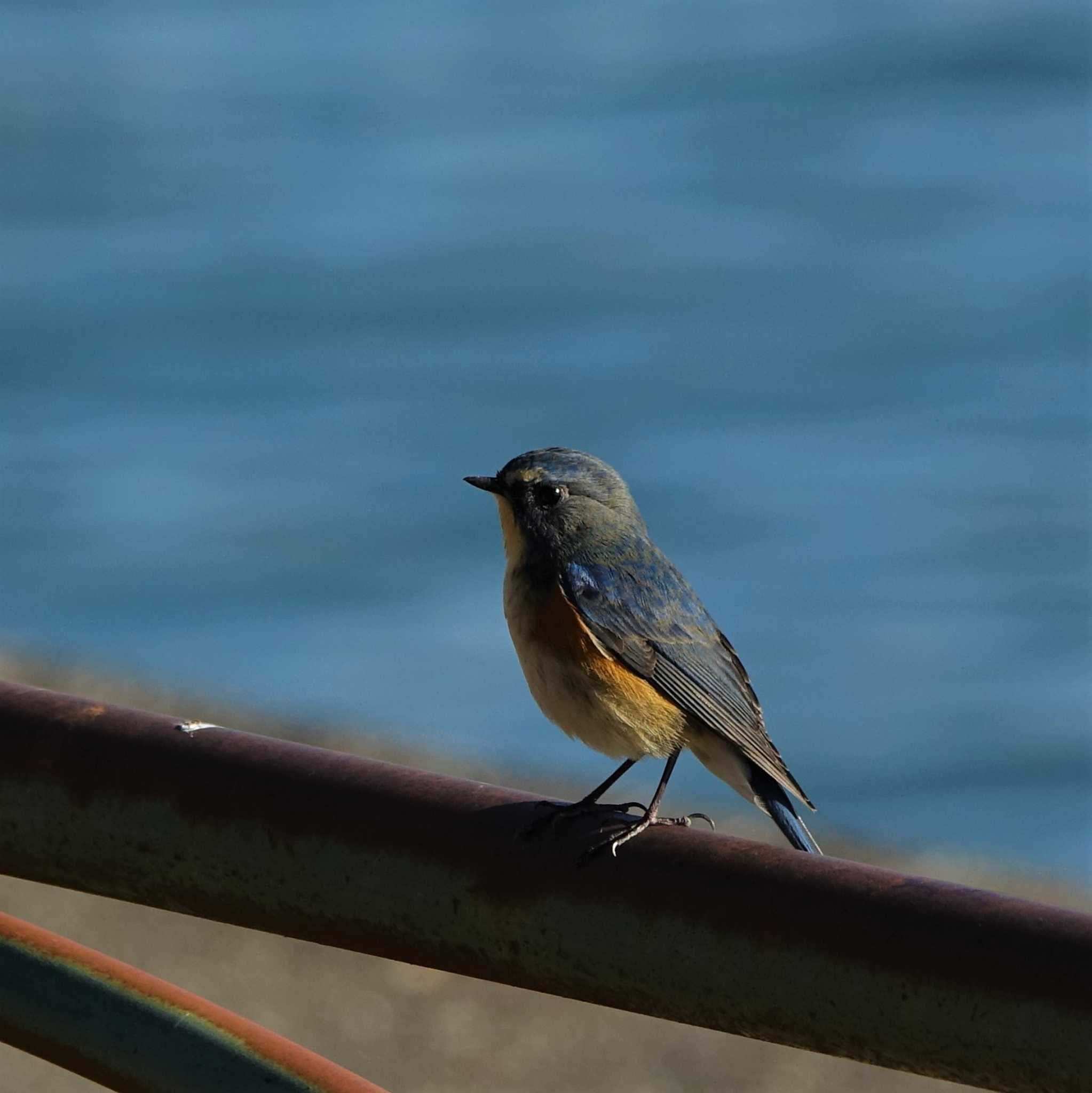 2022年2月25日(金) 矢橋帰帆島 (滋賀県草津市)の野鳥観察記録 by 