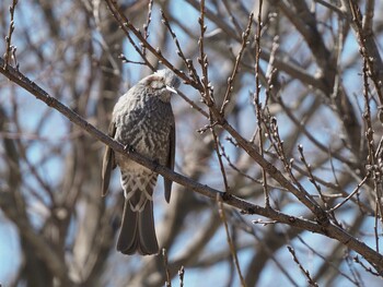 Brown-eared Bulbul 長野県駒ヶ根市 Mon, 2/28/2022