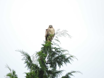 Eastern Buzzard 樹空の森 Thu, 10/5/2017