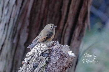 2022年2月27日(日) 八尾市の野鳥観察記録