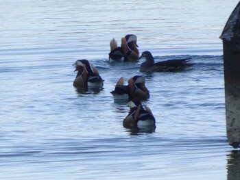 Mandarin Duck 相模原沈殿池 Mon, 2/28/2022