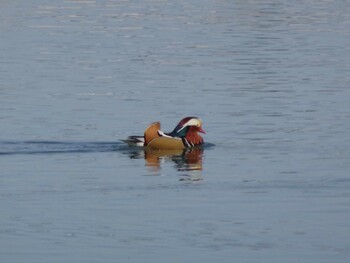 Mandarin Duck 相模原沈殿池 Mon, 2/28/2022