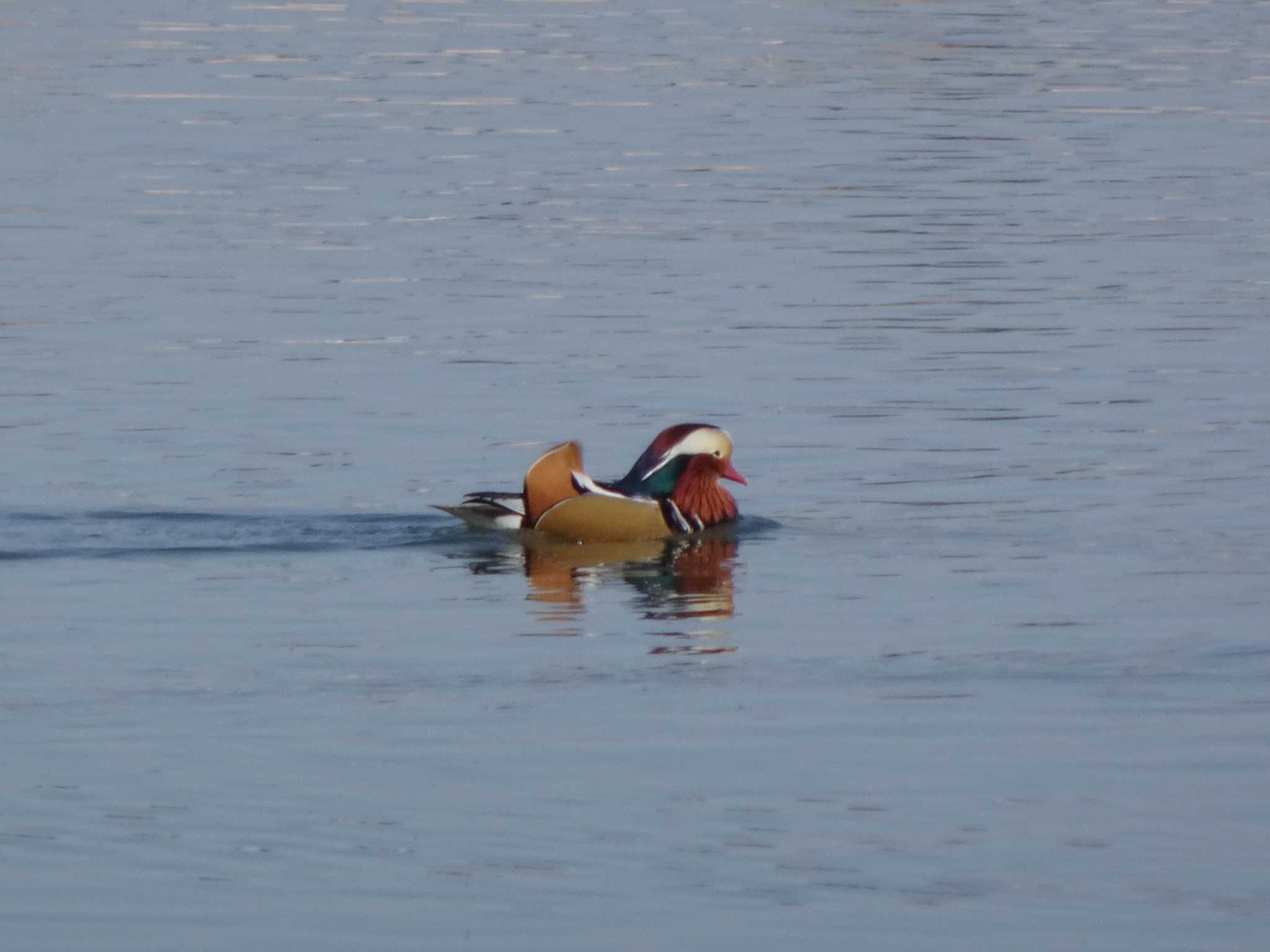 Photo of Mandarin Duck at 相模原沈殿池 by Kozakuraband