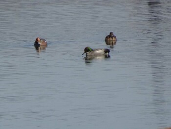 Falcated Duck 相模原沈殿池 Mon, 2/28/2022