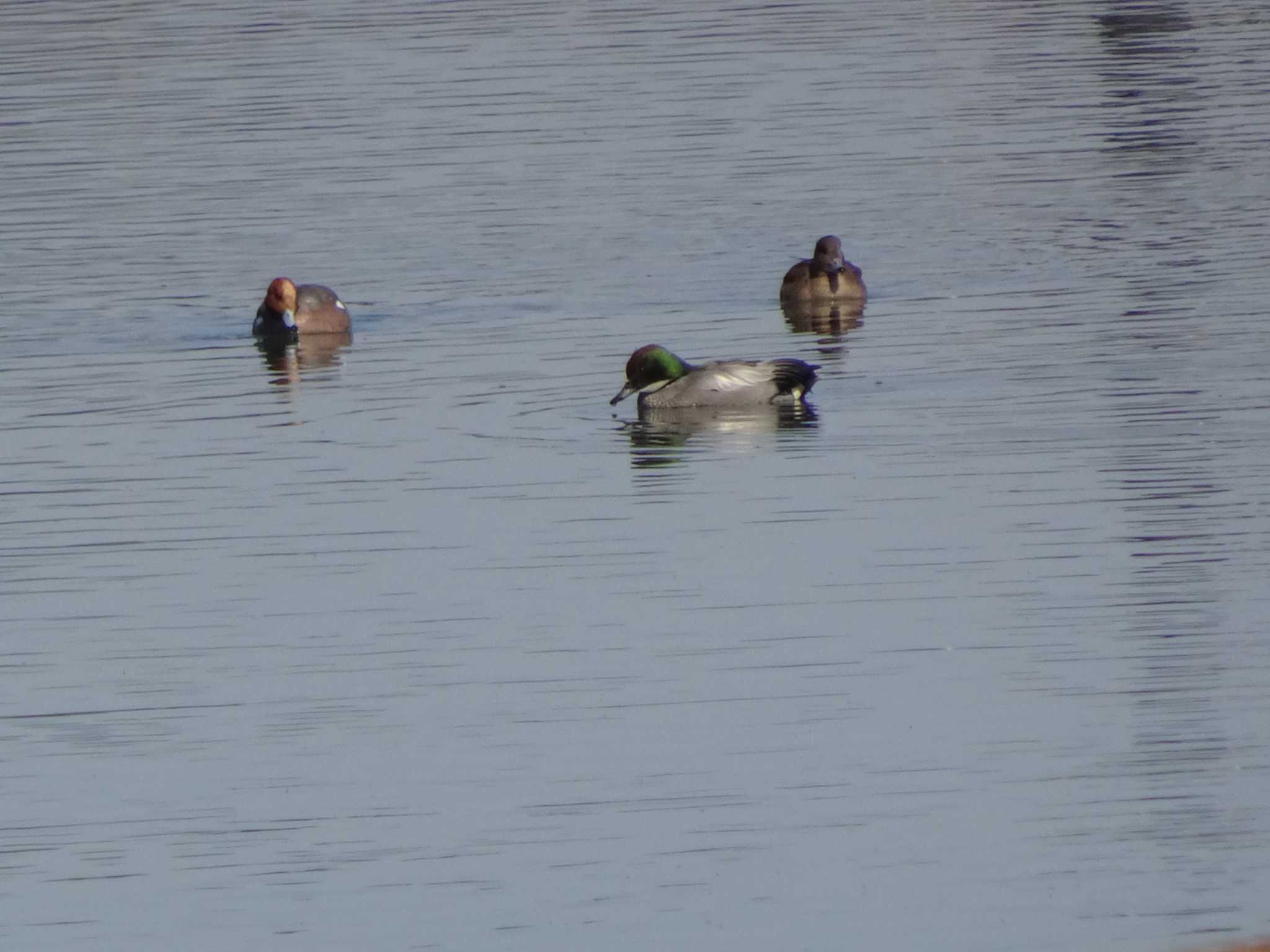 Photo of Falcated Duck at 相模原沈殿池 by Kozakuraband