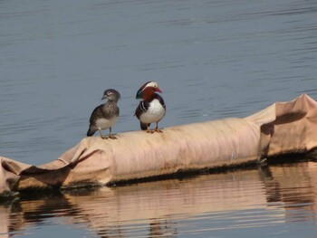 Mandarin Duck 相模原沈殿池 Mon, 2/28/2022