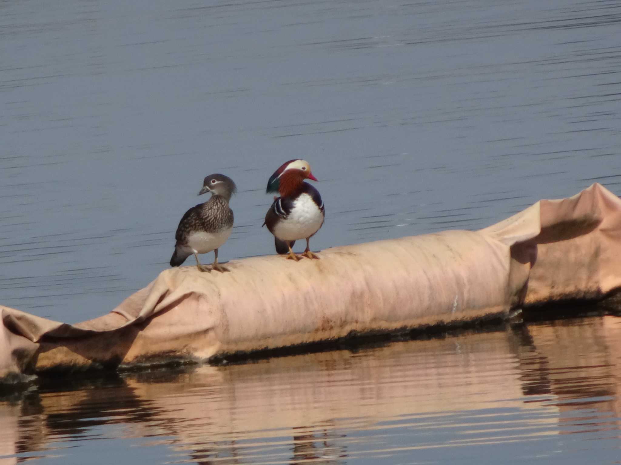 Photo of Mandarin Duck at 相模原沈殿池 by Kozakuraband