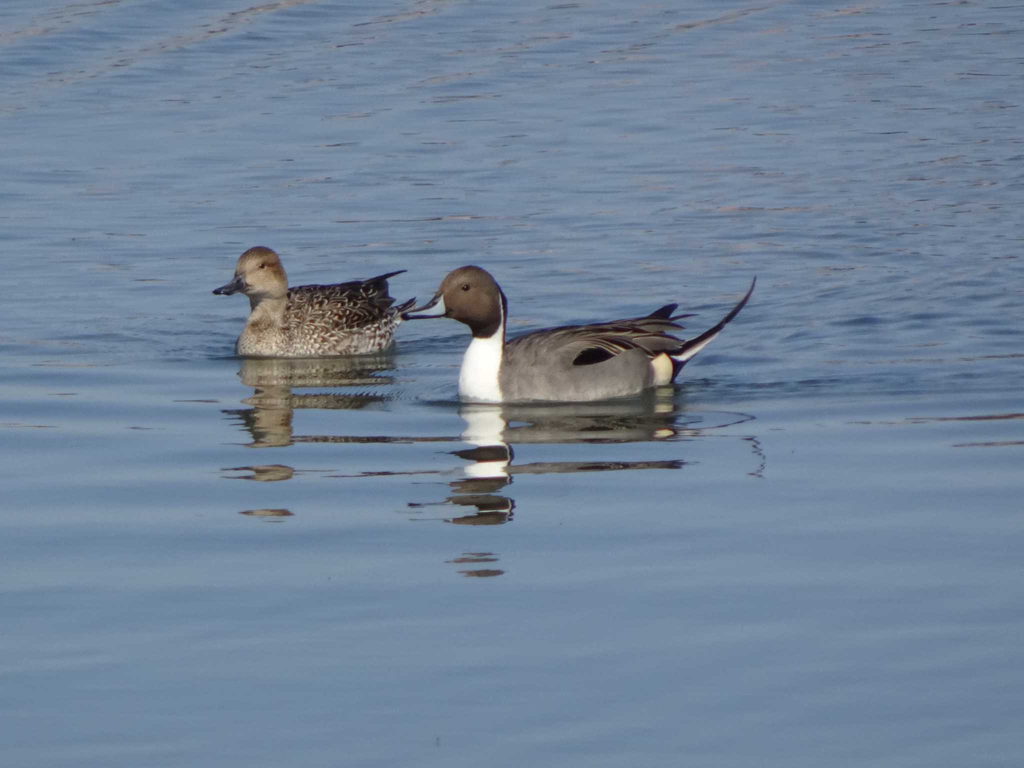 Photo of Northern Pintail at 相模原沈殿池 by Kozakuraband