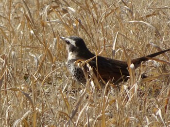 Dusky Thrush 相模原沈殿池 Mon, 2/28/2022