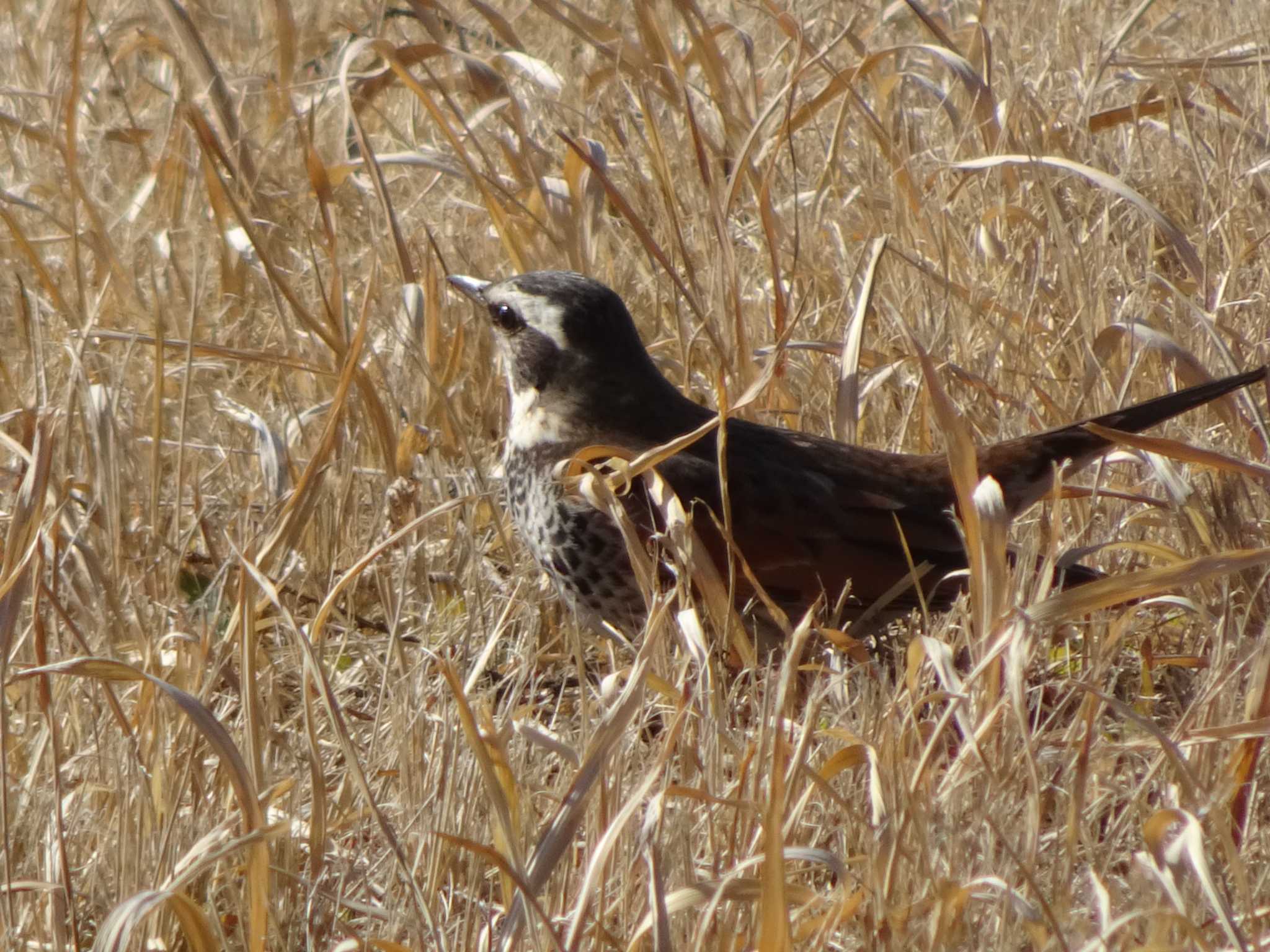 Dusky Thrush