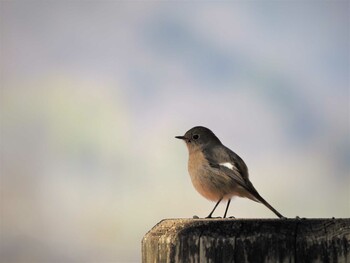 Daurian Redstart 姫路市自然観察の森 Mon, 2/28/2022